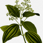 Extracto De Hoja De Canela