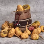 Maca Peruana
