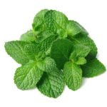 Menta